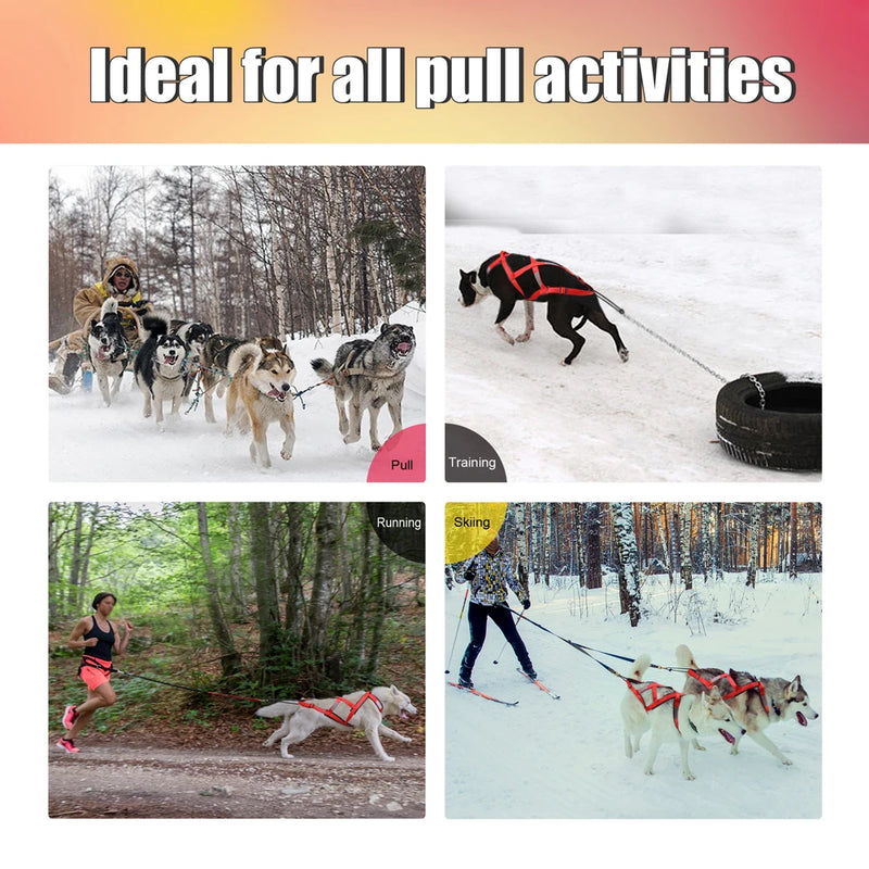 Harnais Tractif Skijoring Sport Canin Gros Chien