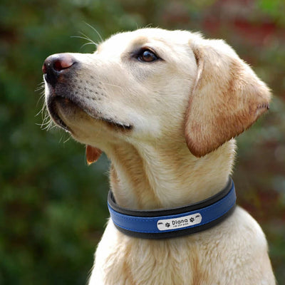Collier Personnalisé Cuir Rembourré Plaque d'Identification Grand Chien