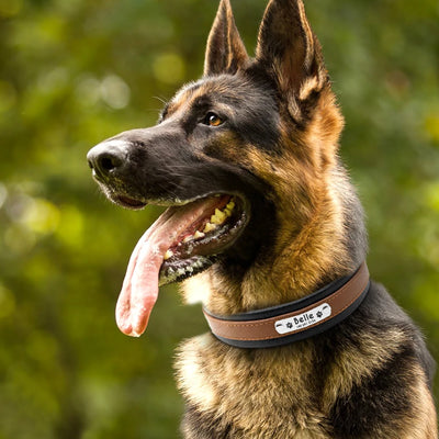 Collier Personnalisé Cuir Rembourré Plaque d'Identification Grand Chien