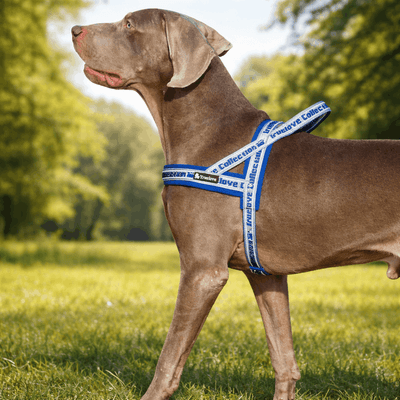 https://cdn.shopify.com/s/files/1/0763/9767/4819/files/Harnais-avec-poignee-pour-chien.png?v=1770643313