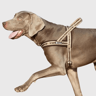 https://cdn.shopify.com/s/files/1/0763/9767/4819/files/Harnais_avec_poignee_pour_chien_beige_marron.png?v=1770643313