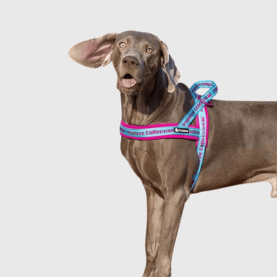 https://cdn.shopify.com/s/files/1/0763/9767/4819/files/Harnais_avec_poignee_pour_chien_fuschia.png?v=1770643313