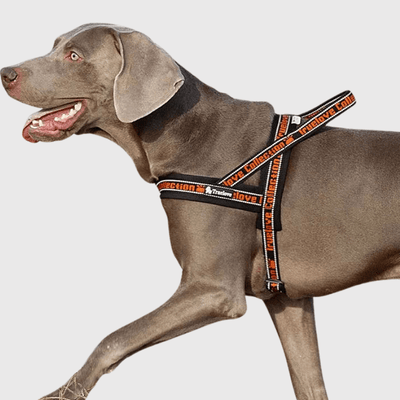 https://cdn.shopify.com/s/files/1/0763/9767/4819/files/Harnais_avec_poignee_pour_chien_noir_orange.png?v=1770643313