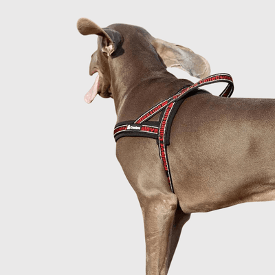 https://cdn.shopify.com/s/files/1/0763/9767/4819/files/Harnais_avec_poignee_pour_chien_rouge_et_noir.png?v=1770643313