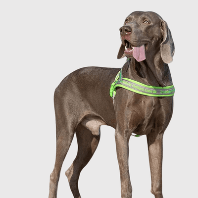 https://cdn.shopify.com/s/files/1/0763/9767/4819/files/Harnais_avec_poignee_pour_chien_vert.png?v=1770643313