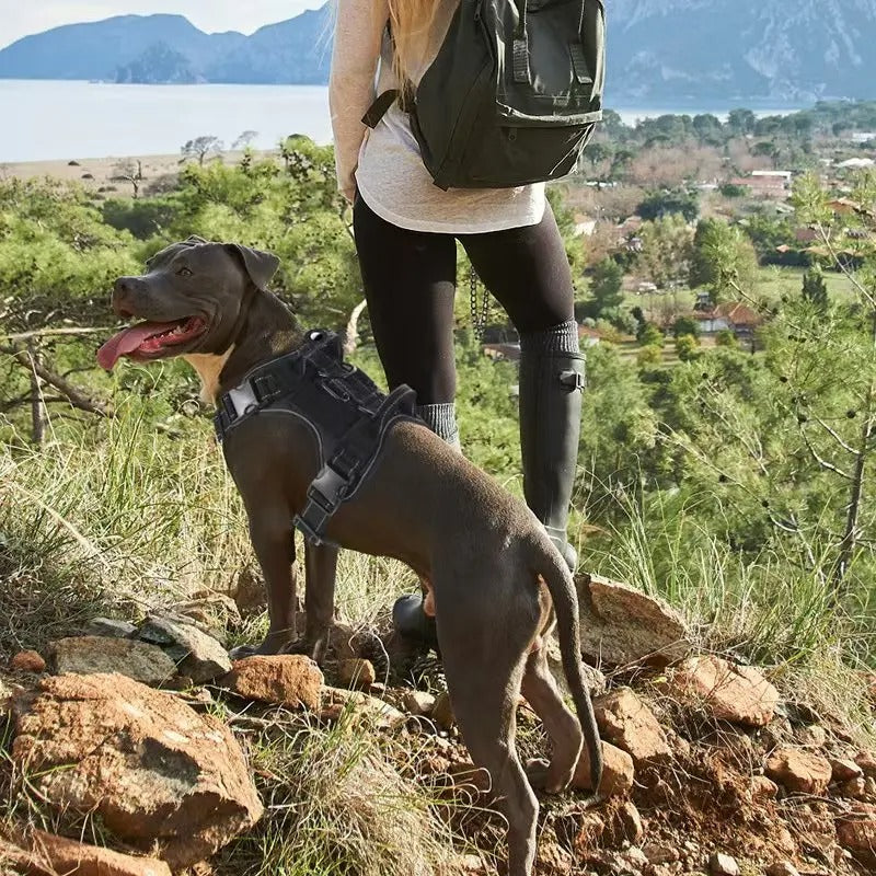 Harnais chien avec gps