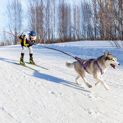 https://cdn.shopify.com/s/files/1/0763/9767/4819/files/Harnais_course_chien_husky_et_ski.jpg?v=1727967330