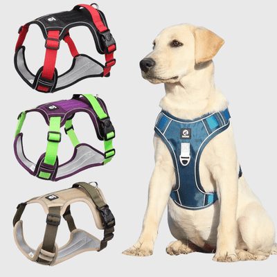 https://cdn.shopify.com/s/files/1/0763/9767/4819/files/Harnais_pour_chien_vert_et_violet_labrador.png?v=1698686772