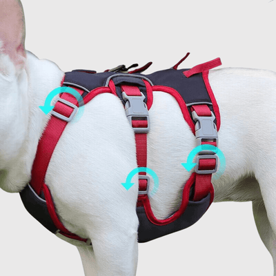 https://cdn.shopify.com/s/files/1/0763/9767/4819/files/Harnais_triple_sangle_chien_bouledogue.png?v=1698689141