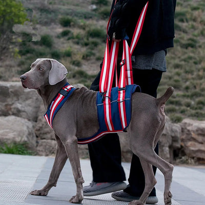 Harnais d'aide à la marche pour chien - Gros-Chien.com