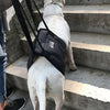 Harnais de soutien à la marche chien - Gros-Chien.com