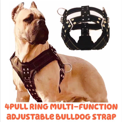 Collier et Laisse Nylon 5 cm Tressée Pitbull Gros Chien