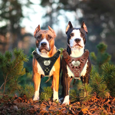 Collier Cuir Clouté Personnalisé Gros Chien Pitbull Mastiff