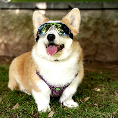 Lunette de soleil pour chien