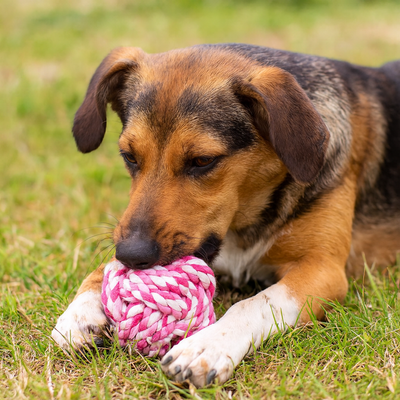 https://cdn.shopify.com/s/files/1/0763/9767/4819/files/Jouet_boule_de_corde_pour_chien.png?v=1755873931