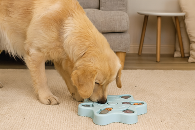 https://cdn.shopify.com/s/files/1/0763/9767/4819/files/Jouet_distributeur_de_croquettes_pour_chien_labrador.png?v=1755871890