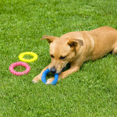 https://cdn.shopify.com/s/files/1/0763/9767/4819/files/Jouet_en_caoutchouc_anneau_d_epine_pour_chien.png?v=1755871552