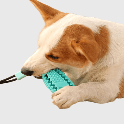 https://cdn.shopify.com/s/files/1/0763/9767/4819/files/Jouet_pour_chien_avec_ventouse_caniche.png?v=1755872808