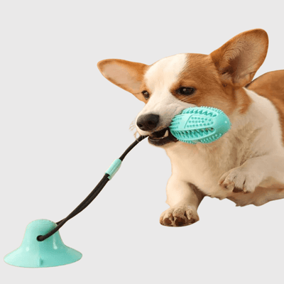 https://cdn.shopify.com/s/files/1/0763/9767/4819/files/Jouet_pour_chien_avec_ventouse_canin.png?v=1755872808