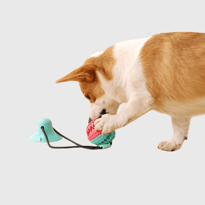 https://cdn.shopify.com/s/files/1/0763/9767/4819/files/Jouet_pour_chien_avec_ventouse_malinois.png?v=1755872808