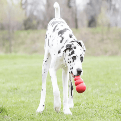 https://cdn.shopify.com/s/files/1/0763/9767/4819/files/Kong_jouet_pour_chien_violet_dalmacien.png?v=1699542208