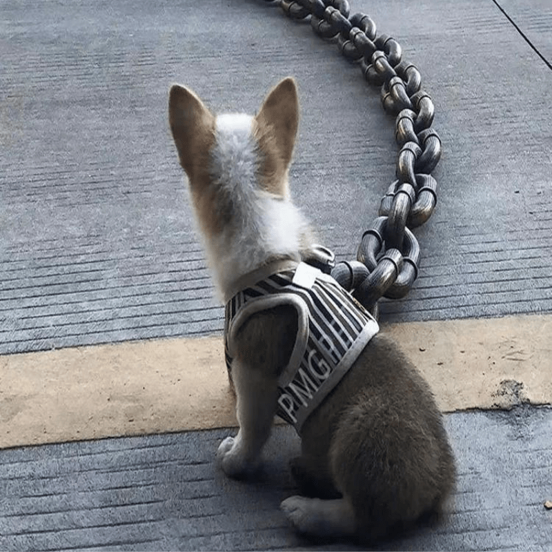 https://cdn.shopify.com/s/files/1/0763/9767/4819/files/Laisse_chien_chaine_rigolo_chiot.png?v=1721749348