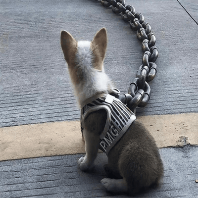 https://cdn.shopify.com/s/files/1/0763/9767/4819/files/Laisse_chien_chaine_rigolo_chiot.png?v=1721749348
