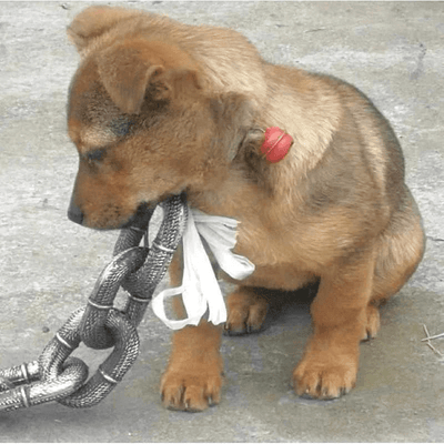 https://cdn.shopify.com/s/files/1/0763/9767/4819/files/Laisse_chien_chaine_rigolo_shiba_inu_chiot.png?v=1721749348