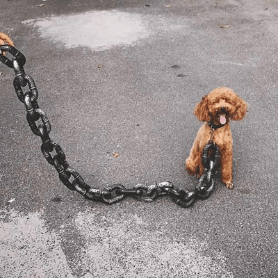 https://cdn.shopify.com/s/files/1/0763/9767/4819/files/Laisse_chien_chaine_rigolo_yorkshire.png?v=1721749348