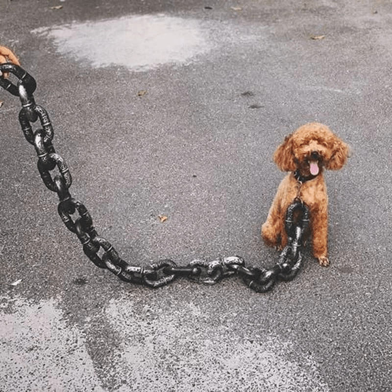 https://cdn.shopify.com/s/files/1/0763/9767/4819/files/Laisse_chien_chaine_rigolo_chiot.png?v=1721749348