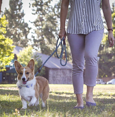https://cdn.shopify.com/s/files/1/0763/9767/4819/files/Laisse_corde_pour_chien_corgi.jpg?v=1728400139