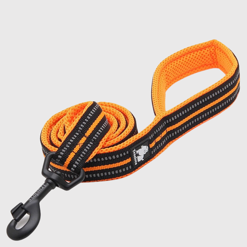 Laisse Éducation Nylon Renforcée Gros Chien