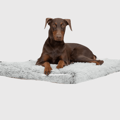 https://cdn.shopify.com/s/files/1/0763/9767/4819/files/Lit_pour_grand_chien_avec_grand_chien_dessus.png?v=1748004808