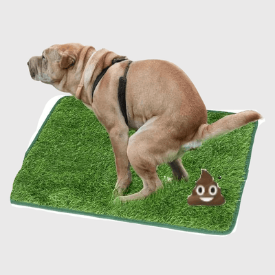 https://cdn.shopify.com/s/files/1/0763/9767/4819/files/Litiere_pour_chien_appartement_adulte_caca.png?v=1769011356