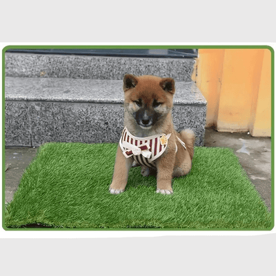 https://cdn.shopify.com/s/files/1/0763/9767/4819/files/Litiere_pour_chien_appartement_shiba_inu.png?v=1769011356