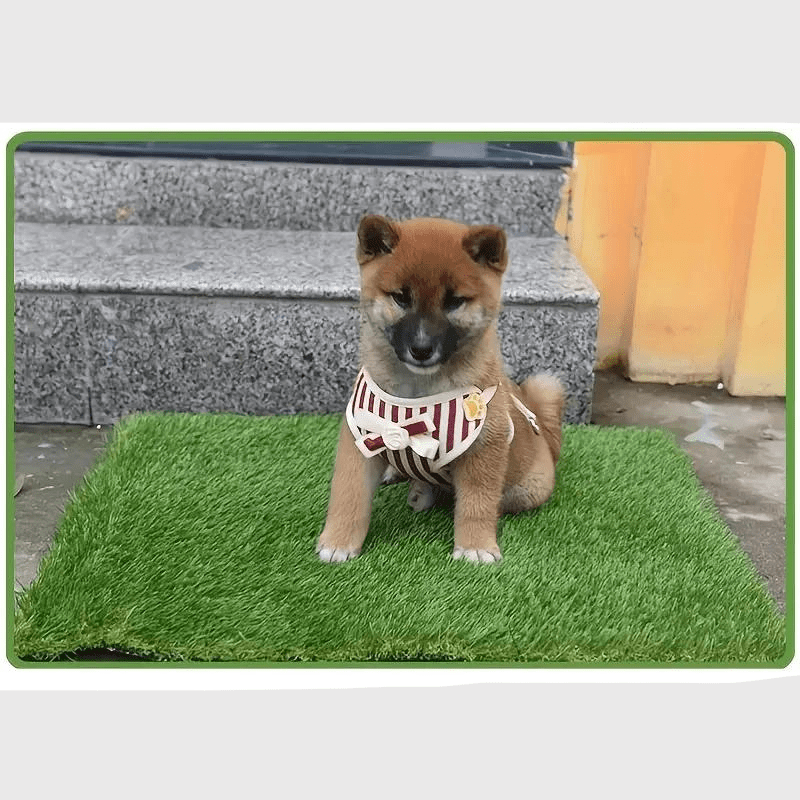 https://cdn.shopify.com/s/files/1/0763/9767/4819/files/litiere-pour-chien-appartement.png?v=1769011356