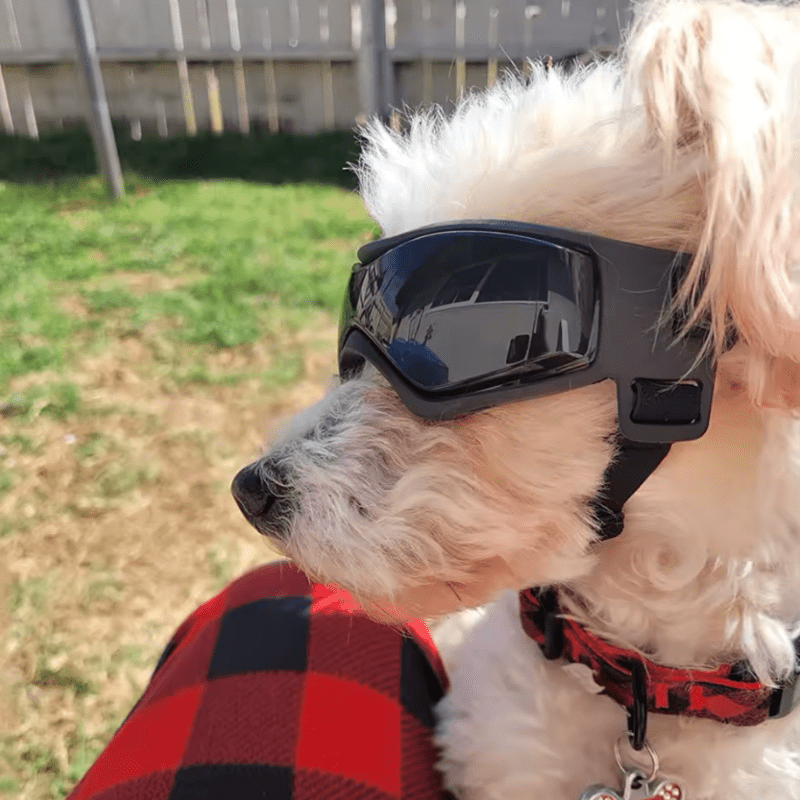 https://cdn.shopify.com/s/files/1/0763/9767/4819/files/Lunette_de_protection_pour_petit_chien_modele_shiba.png?v=1743778093