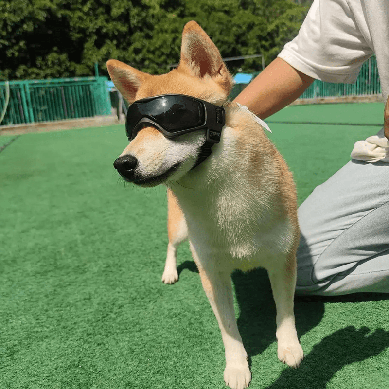 https://cdn.shopify.com/s/files/1/0763/9767/4819/files/Lunette_de_protection_pour_petit_chien_modele_shiba.png?v=1743778093
