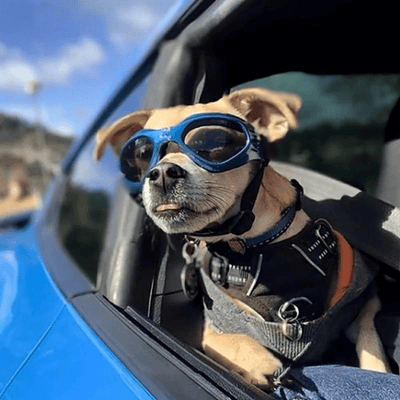 https://cdn.shopify.com/s/files/1/0763/9767/4819/files/Lunette_de_soleil_pour_chien_voiture.png?v=1748610596