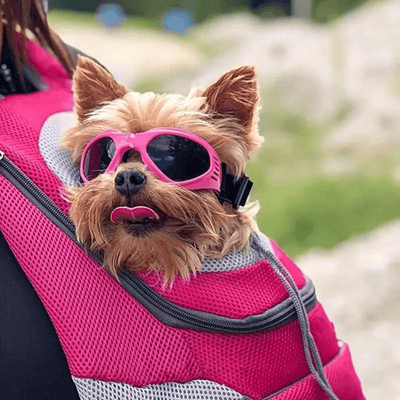 https://cdn.shopify.com/s/files/1/0763/9767/4819/files/Lunette_de_soleil_pour_chien_yorkshire.png?v=1729006278