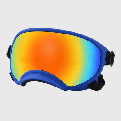 https://cdn.shopify.com/s/files/1/0763/9767/4819/files/Lunette_moto_pour_chien_bleu_couleur.png?v=1744288968