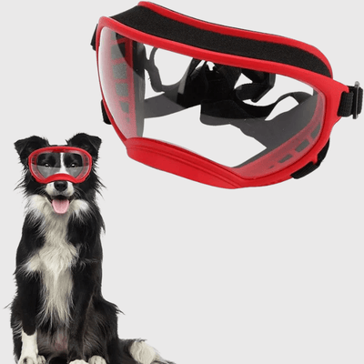 https://cdn.shopify.com/s/files/1/0763/9767/4819/files/Lunette_moto_pour_chien_border_collie.png?v=1744288973