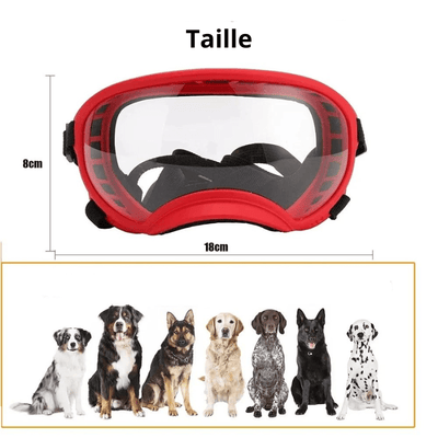 https://cdn.shopify.com/s/files/1/0763/9767/4819/files/Lunette_moto_pour_chien_taille_L.png?v=1744288968