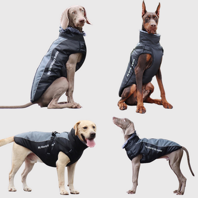 https://cdn.shopify.com/s/files/1/0763/9767/4819/files/Manteau_impermeable_pour_chien_avec_harnais_integre_modele_sur_chiens.png?v=1764692405