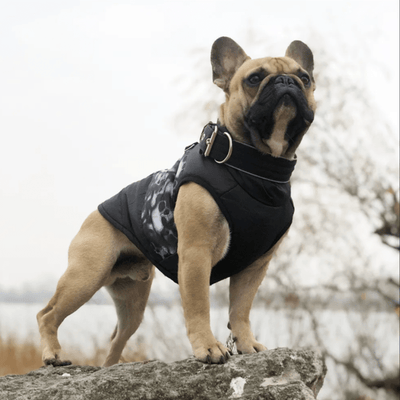 https://cdn.shopify.com/s/files/1/0763/9767/4819/files/Manteau_pour_chien_staffie_bouledogue.png?v=1726845887