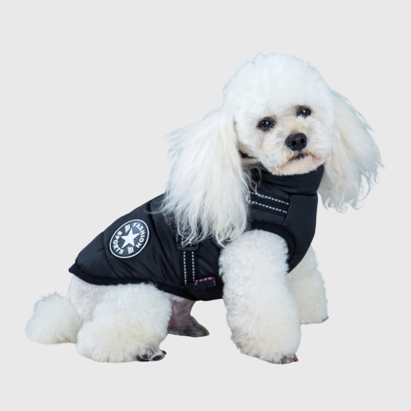 https://cdn.shopify.com/s/files/1/0763/9767/4819/files/Manteau_pour_petit_chien_avec_harnais_integre_modele_chien_blanc.png?v=1752236098