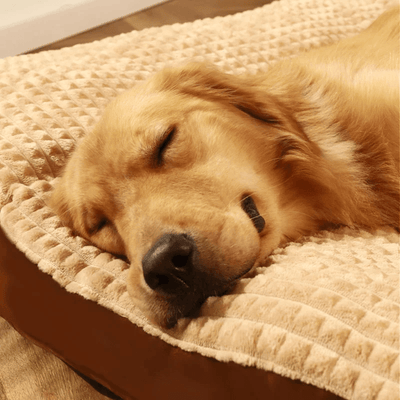 https://cdn.shopify.com/s/files/1/0763/9767/4819/files/Matelas-pour-chien-xxl-2025-zoom-labrador.png?v=1743004768