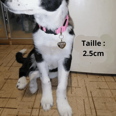 https://cdn.shopify.com/s/files/1/0763/9767/4819/files/Medaille_identification_chien_exemple.png?v=1728657328