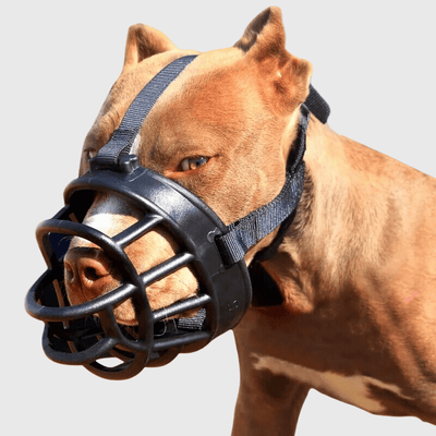 https://cdn.shopify.com/s/files/1/0763/9767/4819/files/Museliere_pour_grand_chien_rouge_amstaff.png?v=1698246819