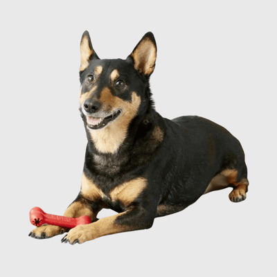https://cdn.shopify.com/s/files/1/0763/9767/4819/files/Os_jouet_pour_chien_chiot.png?v=1729269648